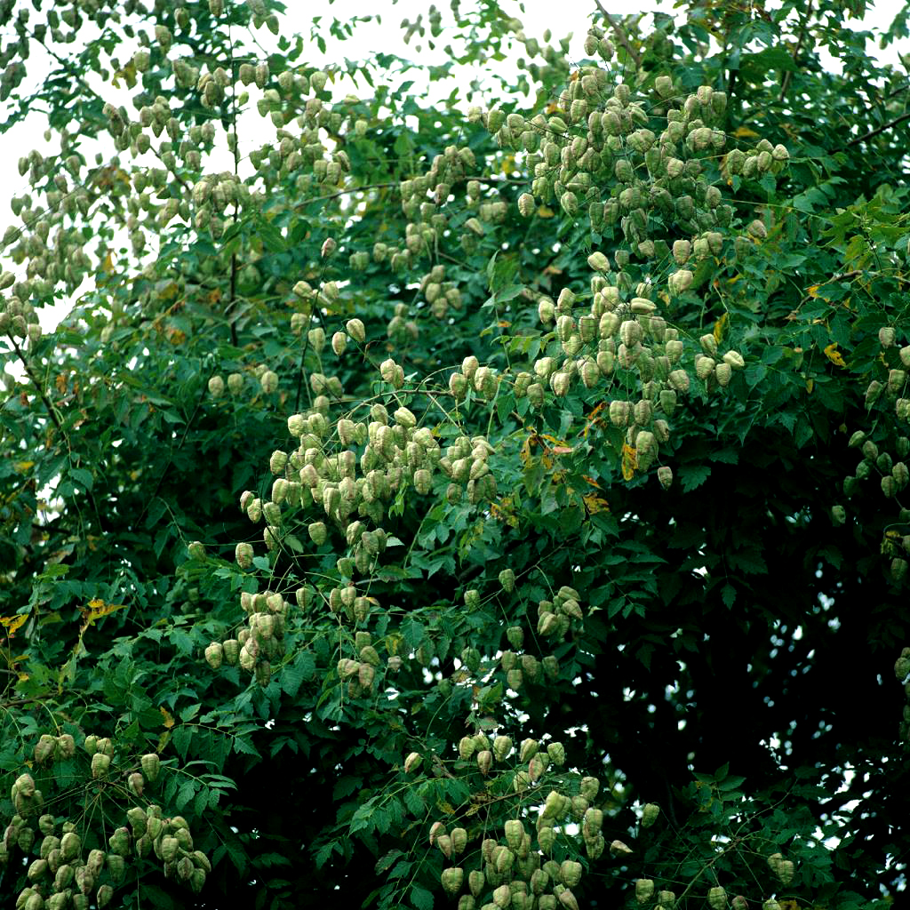 Des images de diff�rentes plantes